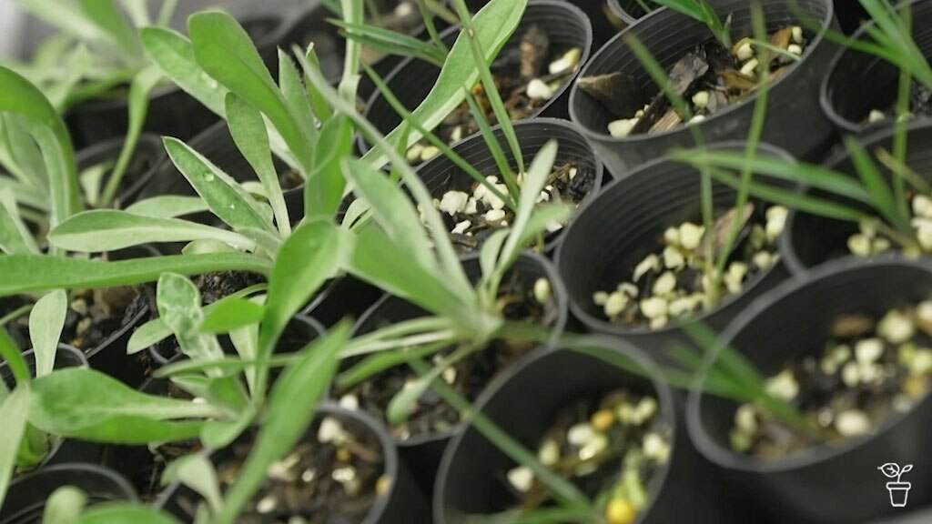 FAQs – Natives from Seed | Tropical coriander | Humus - Gardening Australia