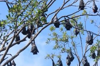Scores of flying foxes hanging high in a tree