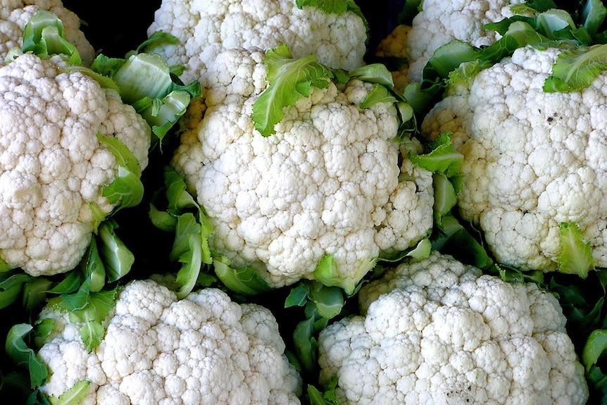Several heads of cauliflower.