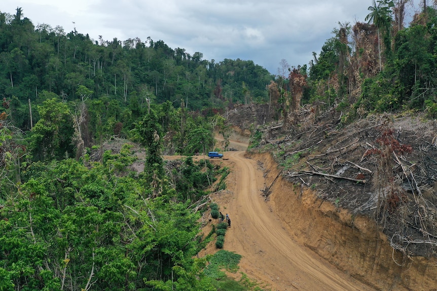 A road through a rainforest with green trees on one side and dead, cleared land on the other.