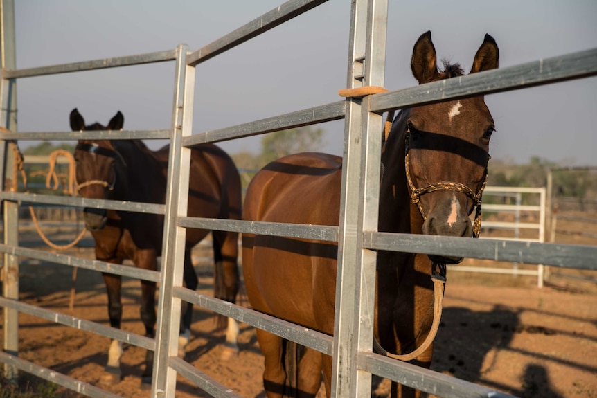 Two horses look through a fence.