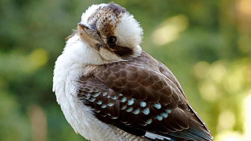 Kookaburra