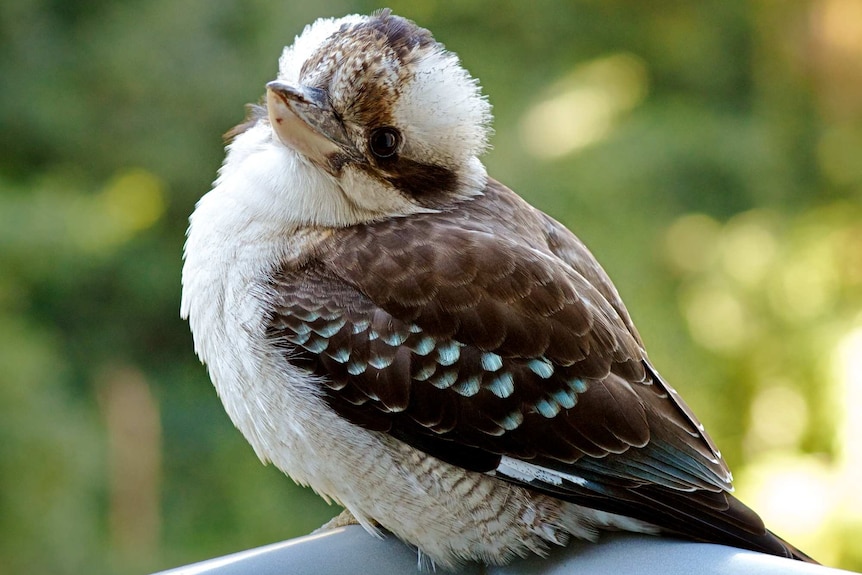 Kookaburra