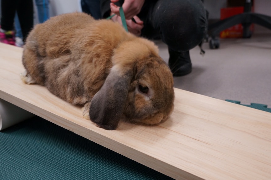 A rabbit on a see-saw