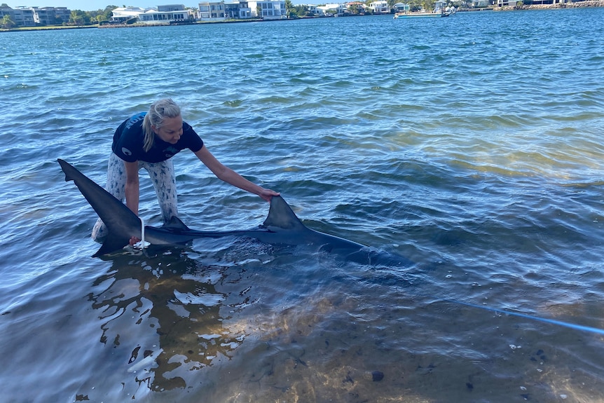 Woman in waterway with large shark