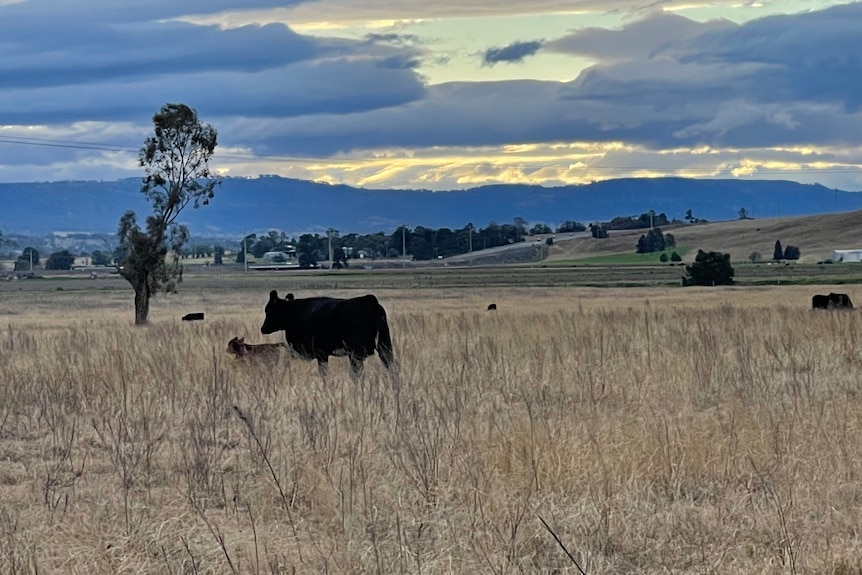 St Heliers cows