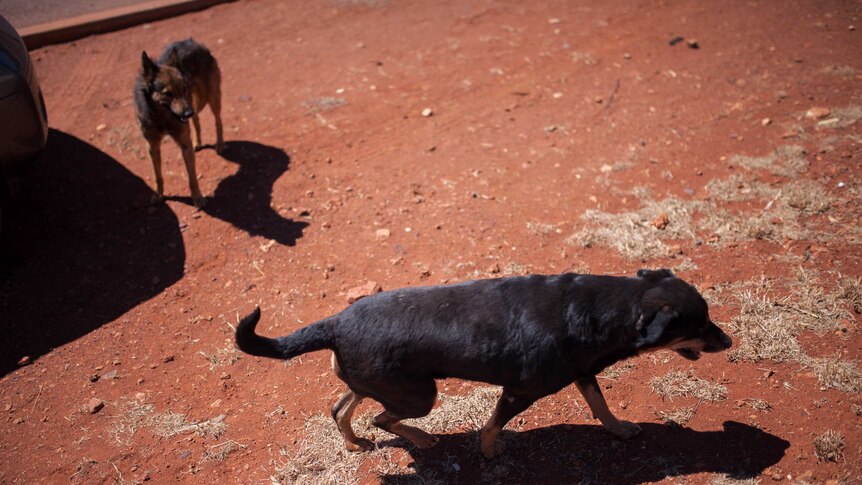 Camp dogs wander near the courthouse in the remote community of Warburton, WA.