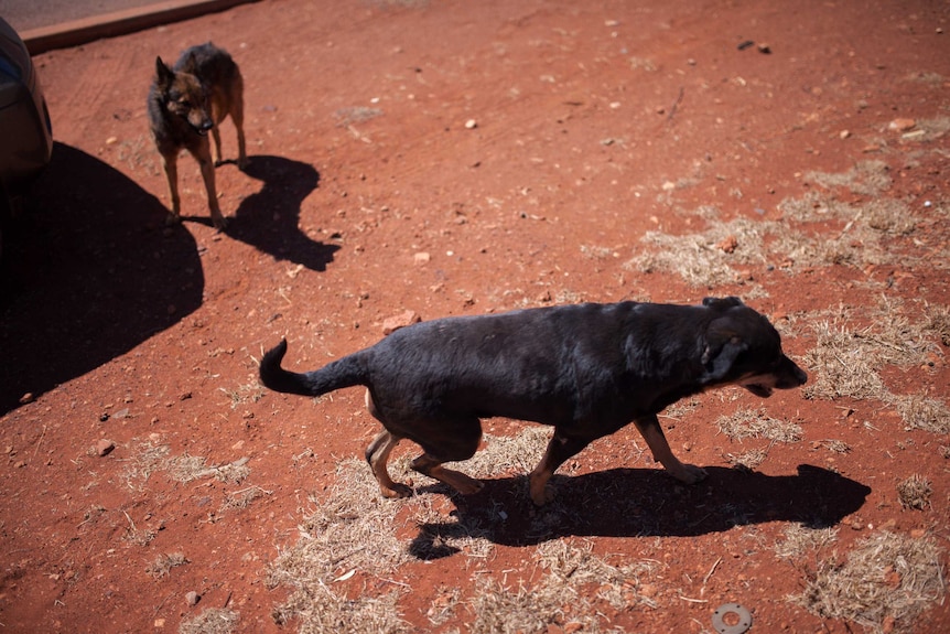 Camp dogs wander near the courthouse in the remote community of Warburton, WA.