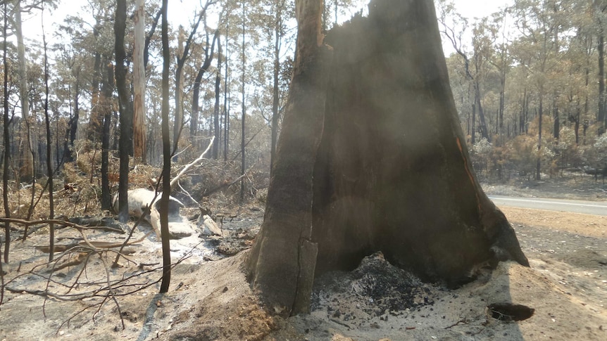Burnt out hulk of tree near South West Highway after Northcliffe fire