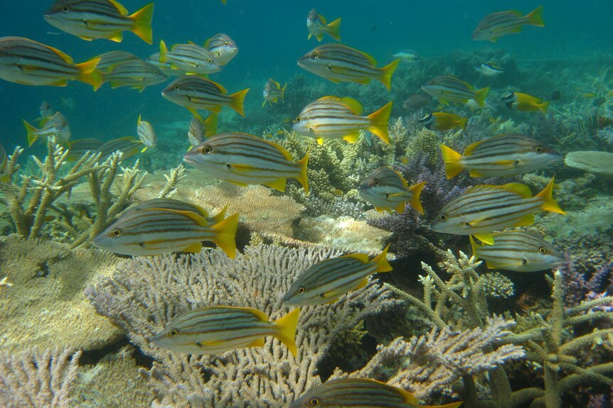 A school of fish swimming past a coral reef.
