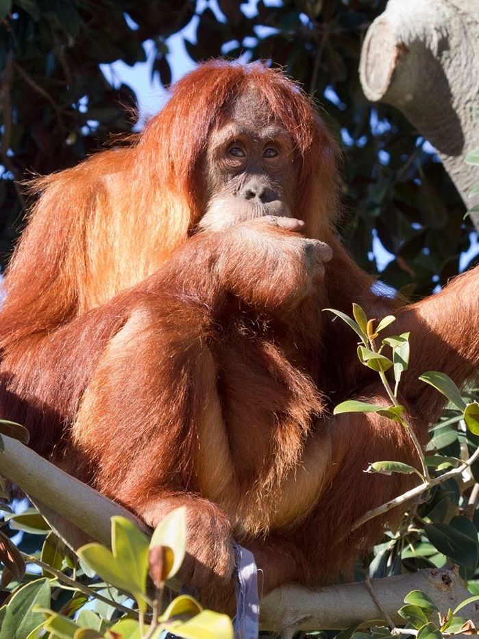 Nyaru the Sumatran orangutan sits in a tree at Perth Zoo.