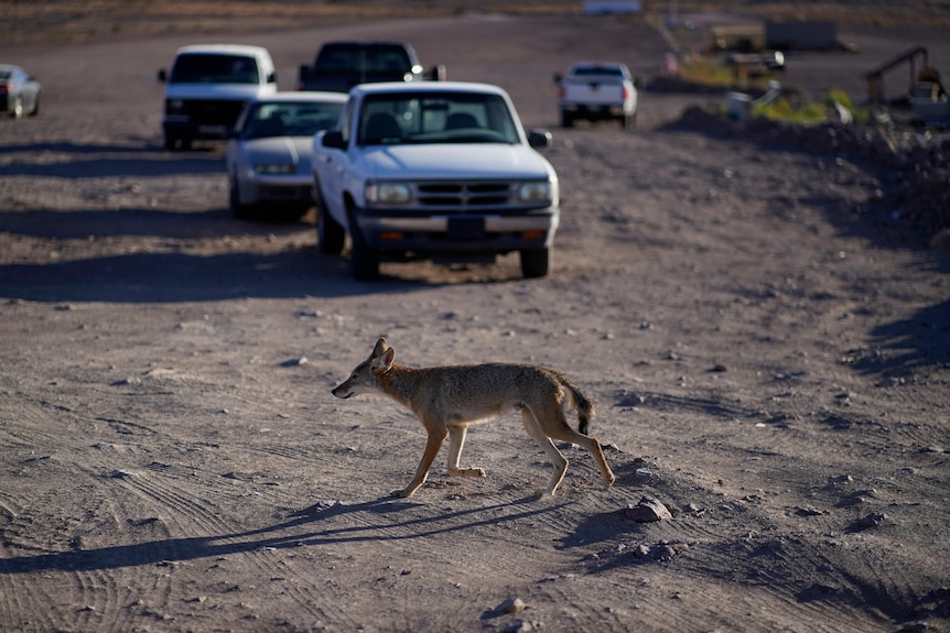 Coyote walks on dusty road. In background multiple cars drive toward it, raising dust. 