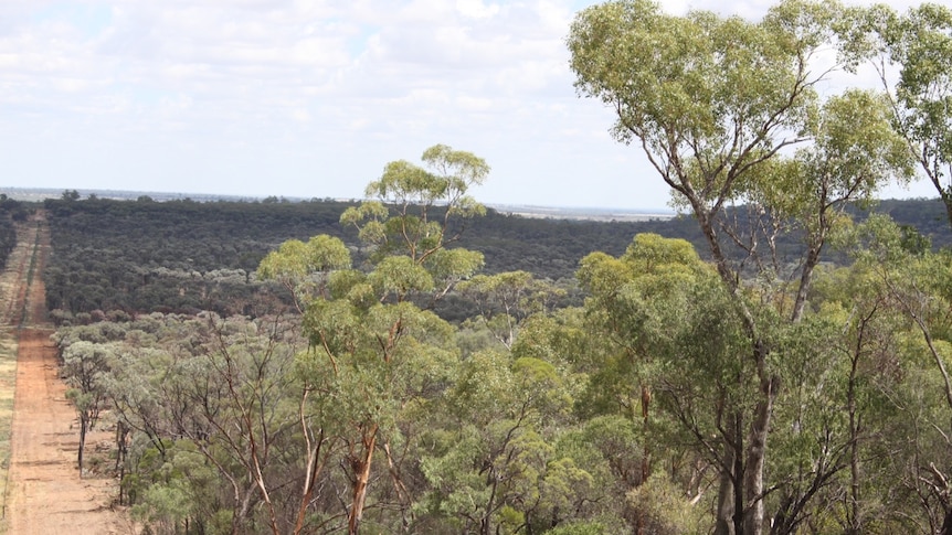 Thick mulga on a property near Augathella.