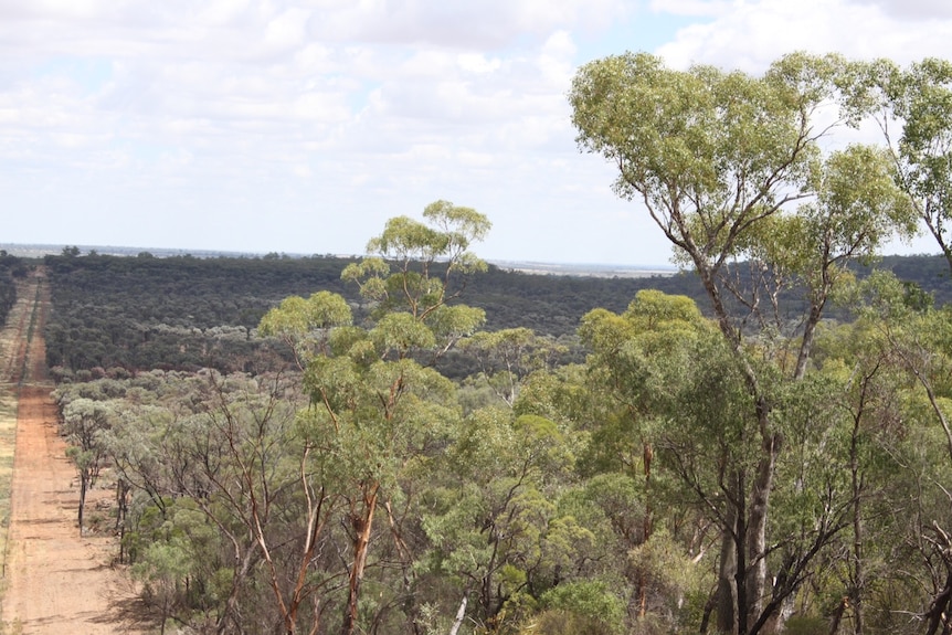 Thick mulga country near Augathella