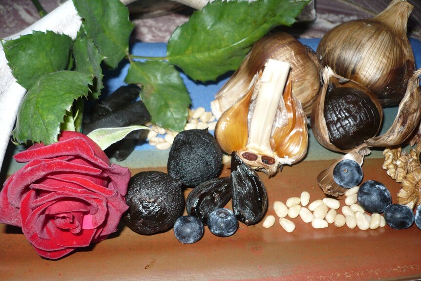Slow baked giant Russian elephant black garlic displayed by small raw garlic bulbs, fruit and a rose.