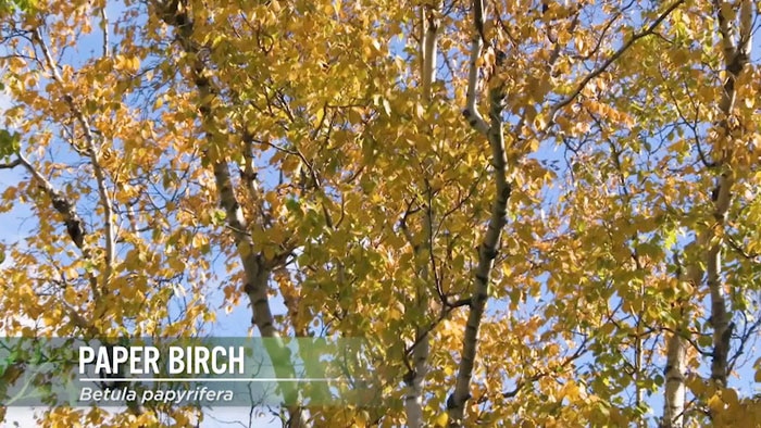 Paper Birch Image