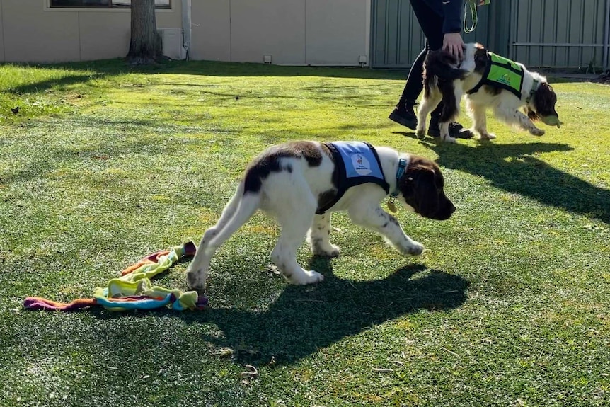 Two dogs play on grass.