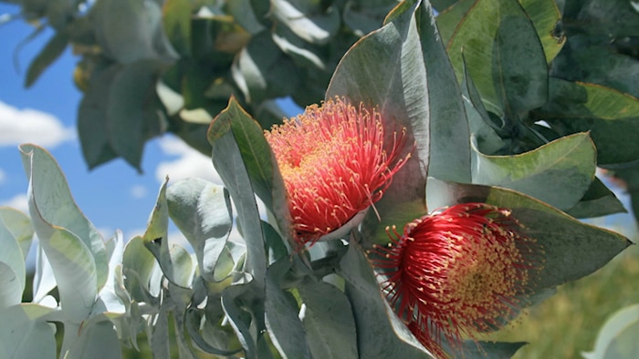 Red-flowering eucalypt with blue-green leaves