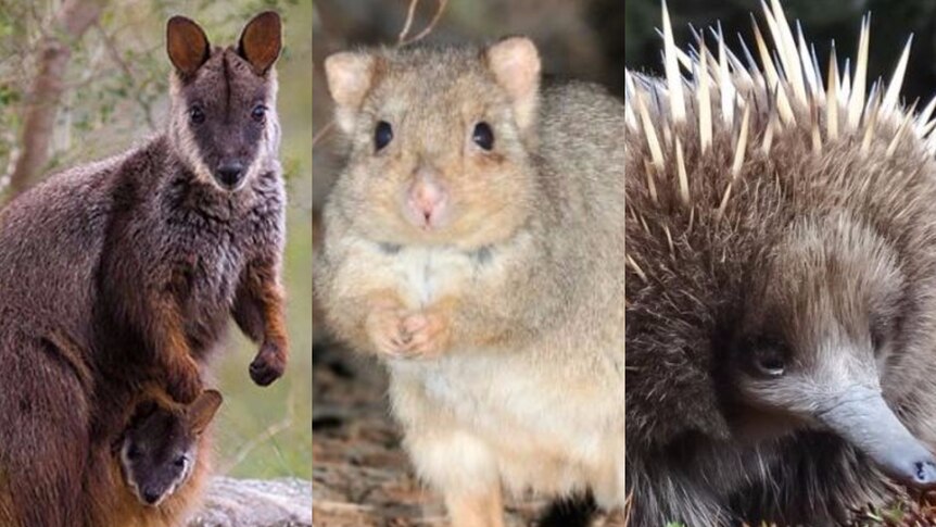 Composite image of a bettong, wallaby and echidna.