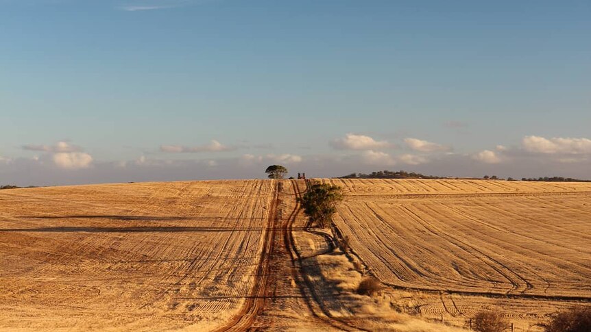 Sun set over a paddock of stubble.