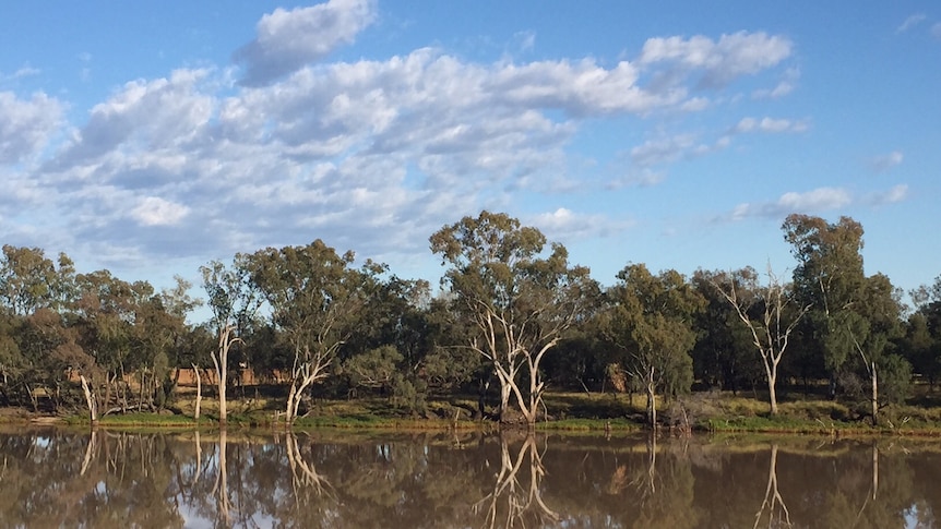 River red gum trees reflected in the brown water of the Balonne River in south western Queensland