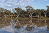 River red gum trees reflected in the brown water of the Balonne River in south western Queensland