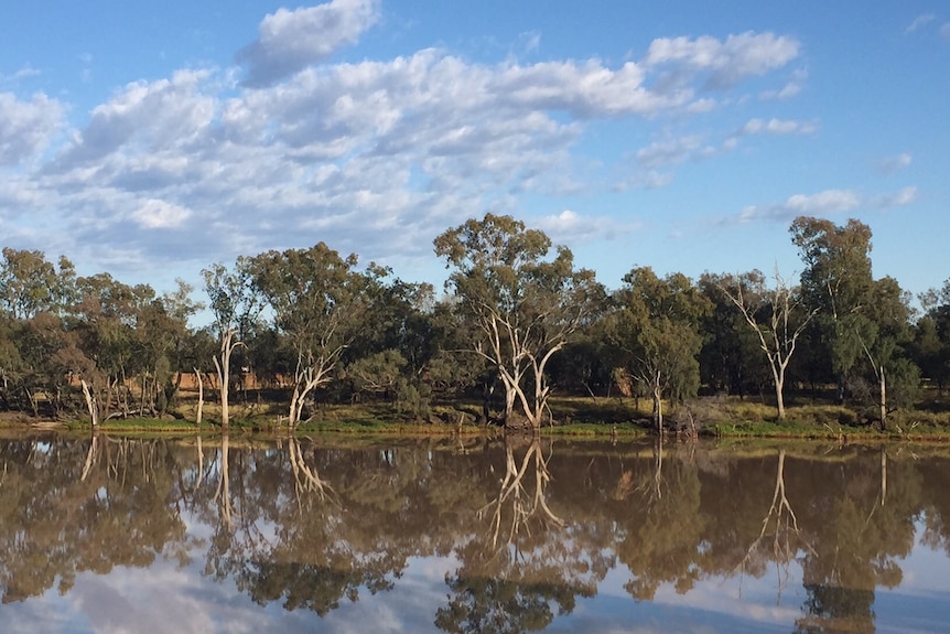 Trees mirrored in the Balonne River.