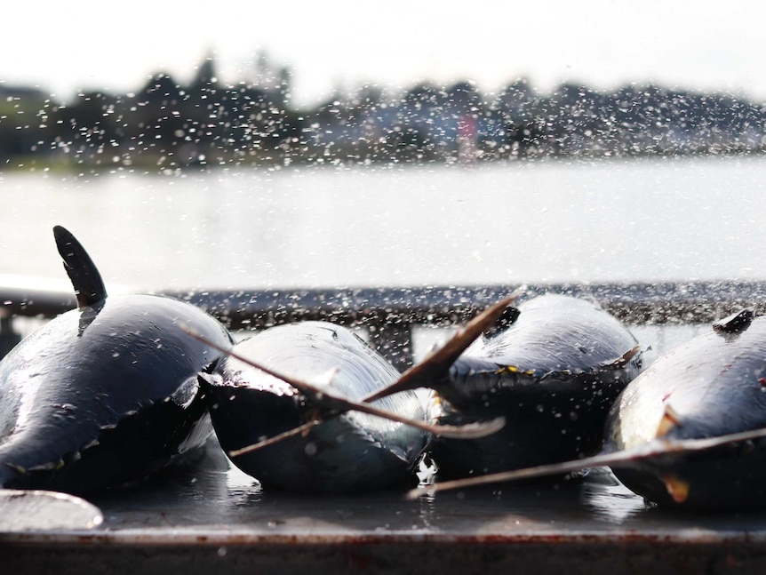 4 dead southern bluefin tuna on filleting table with water spray