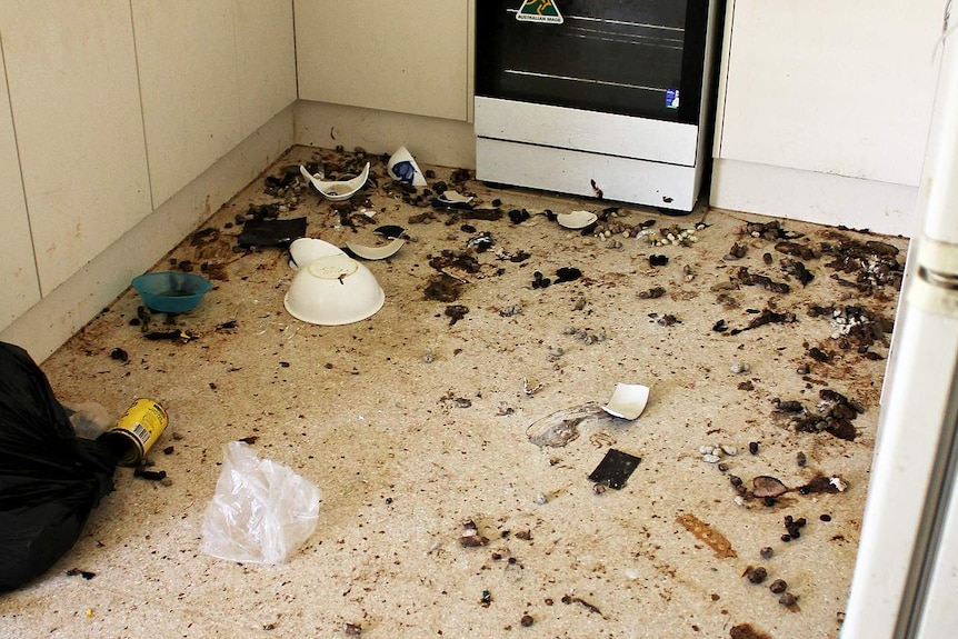 Cat faeces litters the house