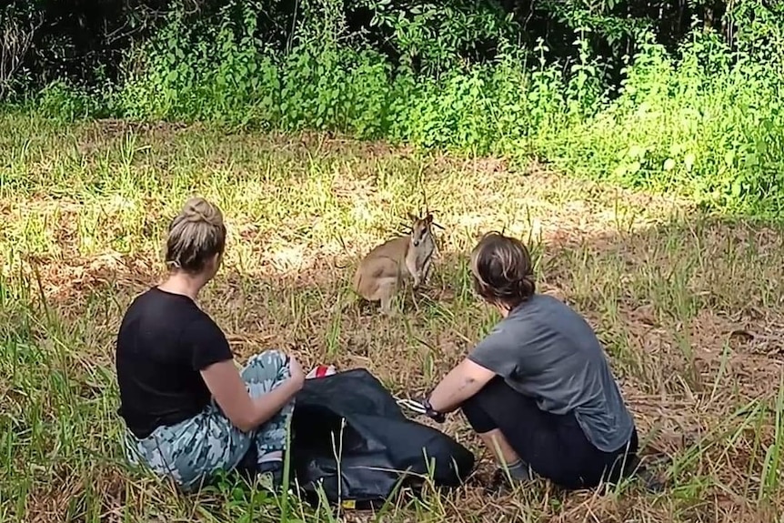two people sit on grass looking at a wallaby on the grass in front of them