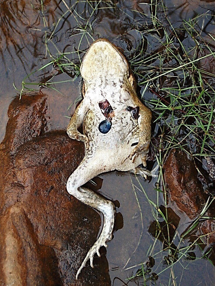 Cane toads are on the menu for more native animals than we might think -  ABC News