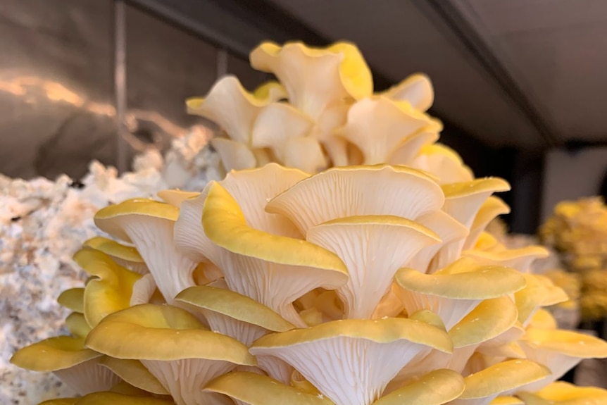 Bright yellow oyster mushrooms growing on a shelf.