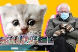 A collage of the viral Zoom cat video, the ship stuck in the Suez canal, and Bernie Sanders.