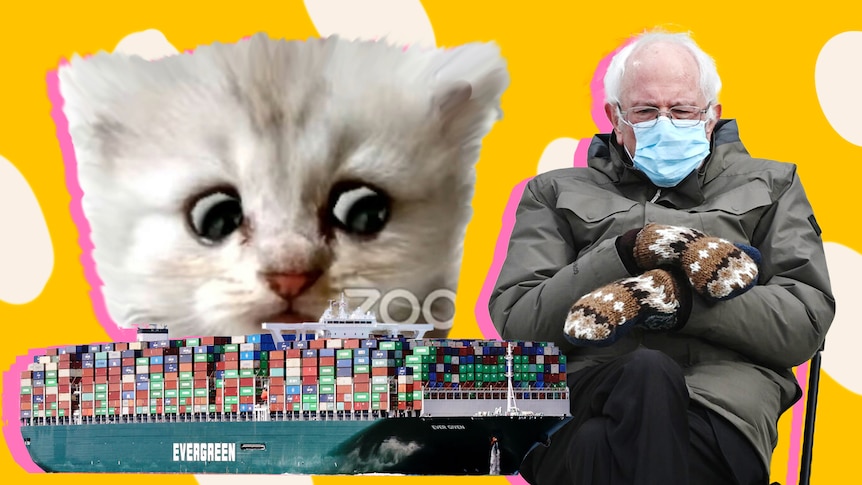 A collage of the viral Zoom cat video, the ship stuck in the Suez canal, and Bernie Sanders.