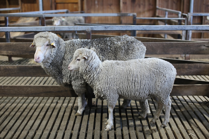 Photo de moutons, deux moutons.  Le mouton avant est sensiblement plus petit que l'arrière