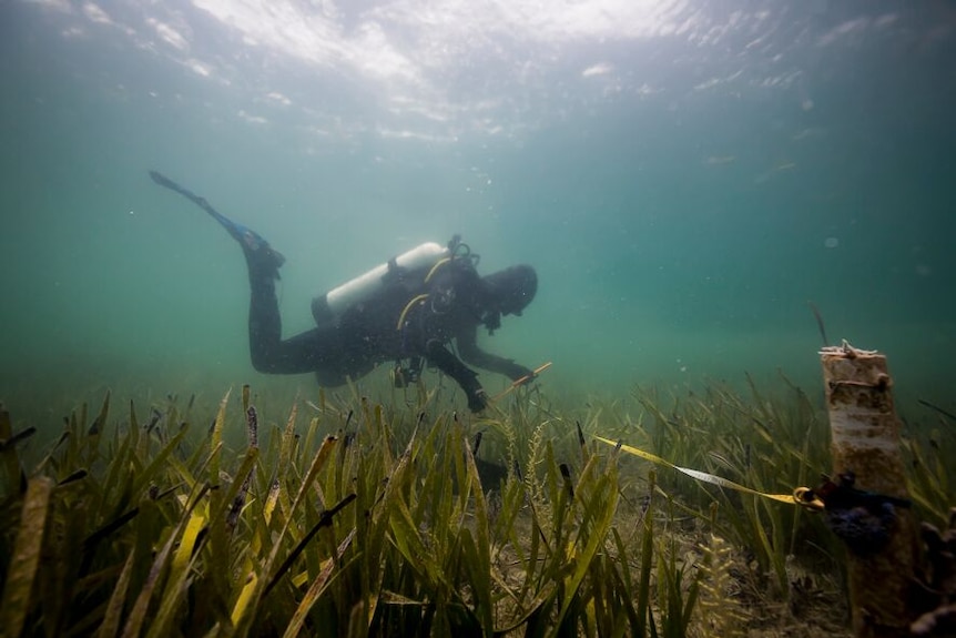 An underwater shot of a diver inspecting a seagrass meadow at Shark Bay off the West Australian coast.