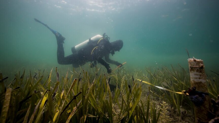 An underwater shot of a diver inspecting a seagrass meadow at Shark Bay off the West Australian coast.