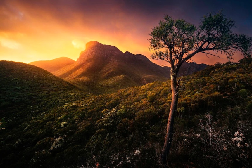 Far away shot of bluff knoll at sunset with trees in the foreground 