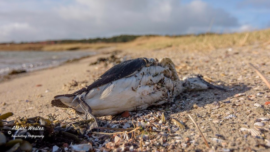 A dead guillemots seabird off the Netherland coast.