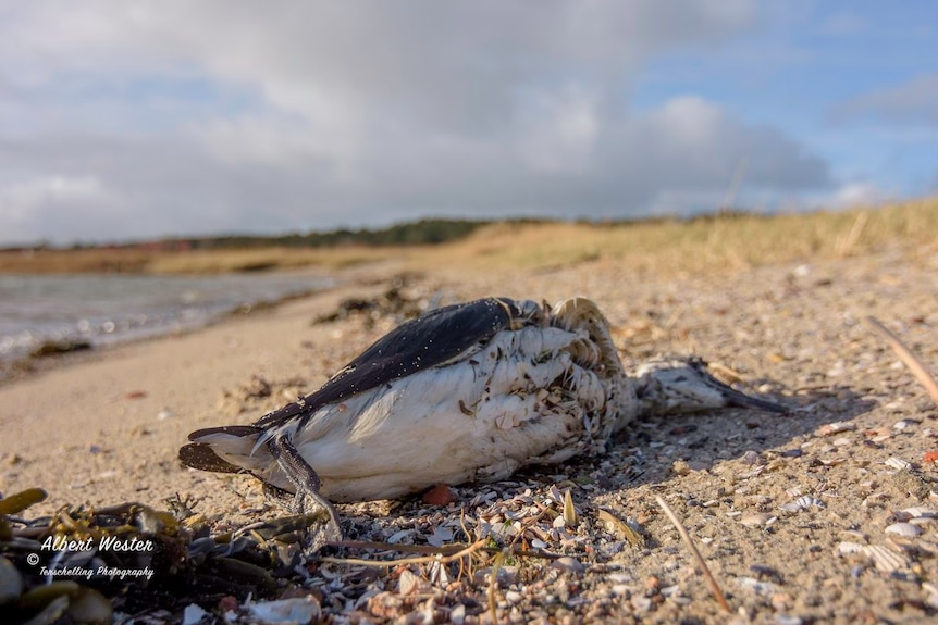 A dead guillemots seabird off the Netherland coast.