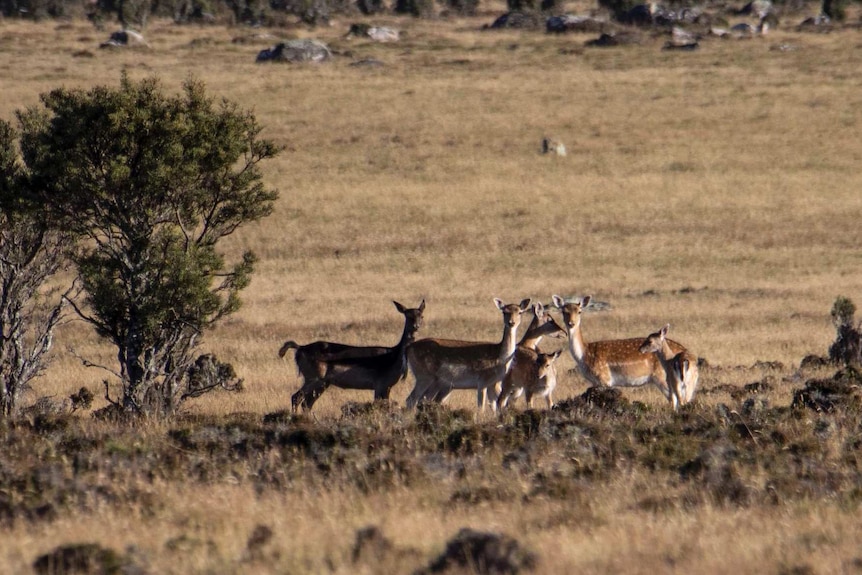 Five deer stand in a paddock next to shrubs and rocks.