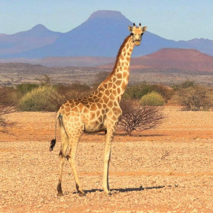 Southern giraffe
