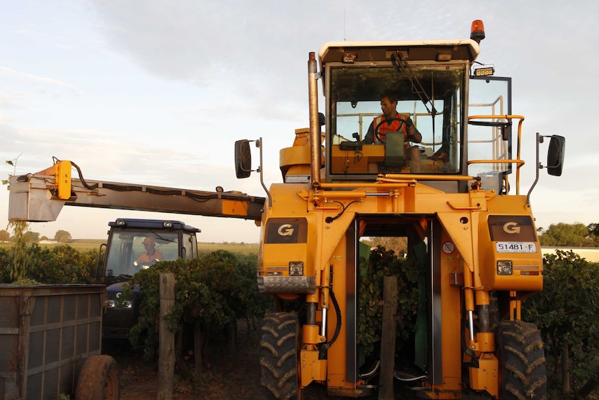 A large yellow harvester empties grapes into a bin onn a vineyard