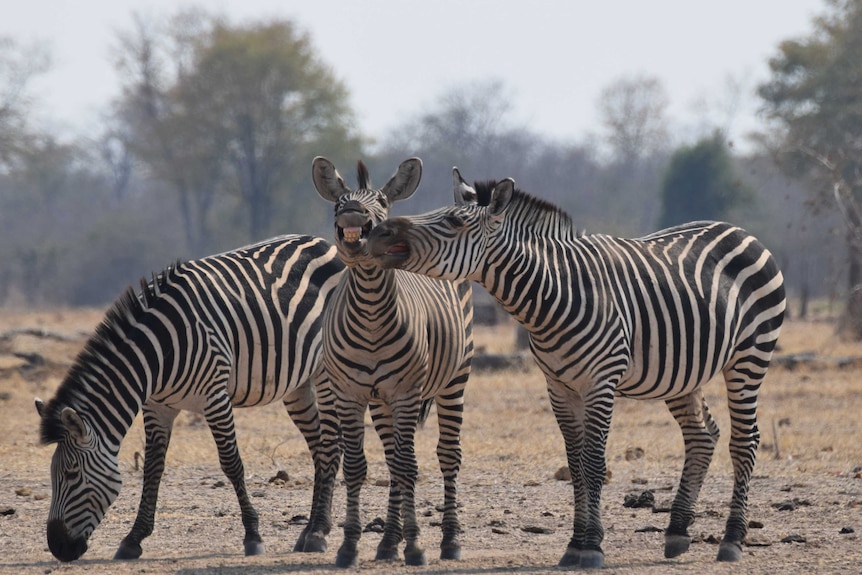 A group of zebras laugh.