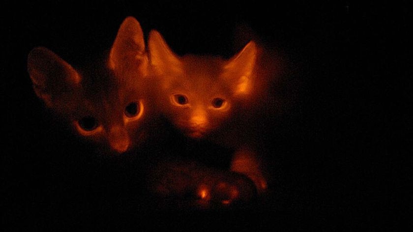 Cats with the fluorescence protein gene glow under ultraviolet beams
