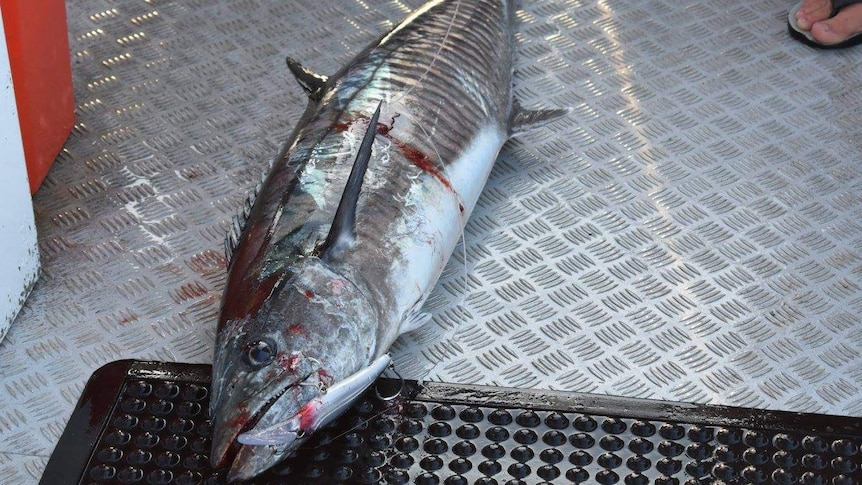 A large spanish mackerel with hook in mouth on the floor of a boat