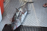 A large spanish mackerel with hook in mouth on the floor of a boat