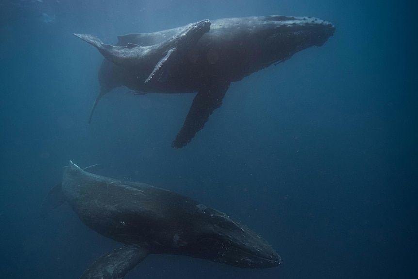Two whales in deep blue ocean. 