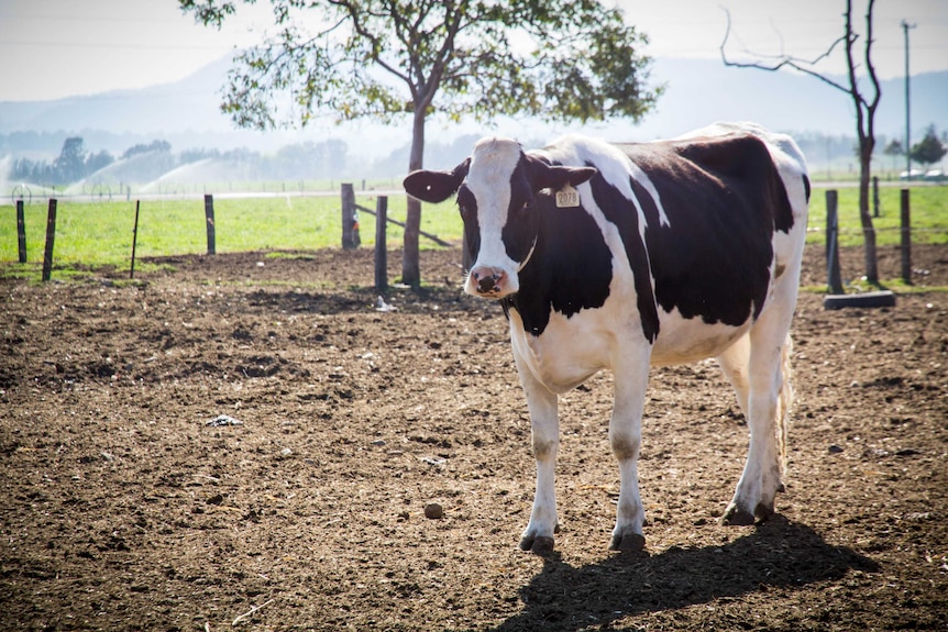 A Friesian cow stands in a yard.