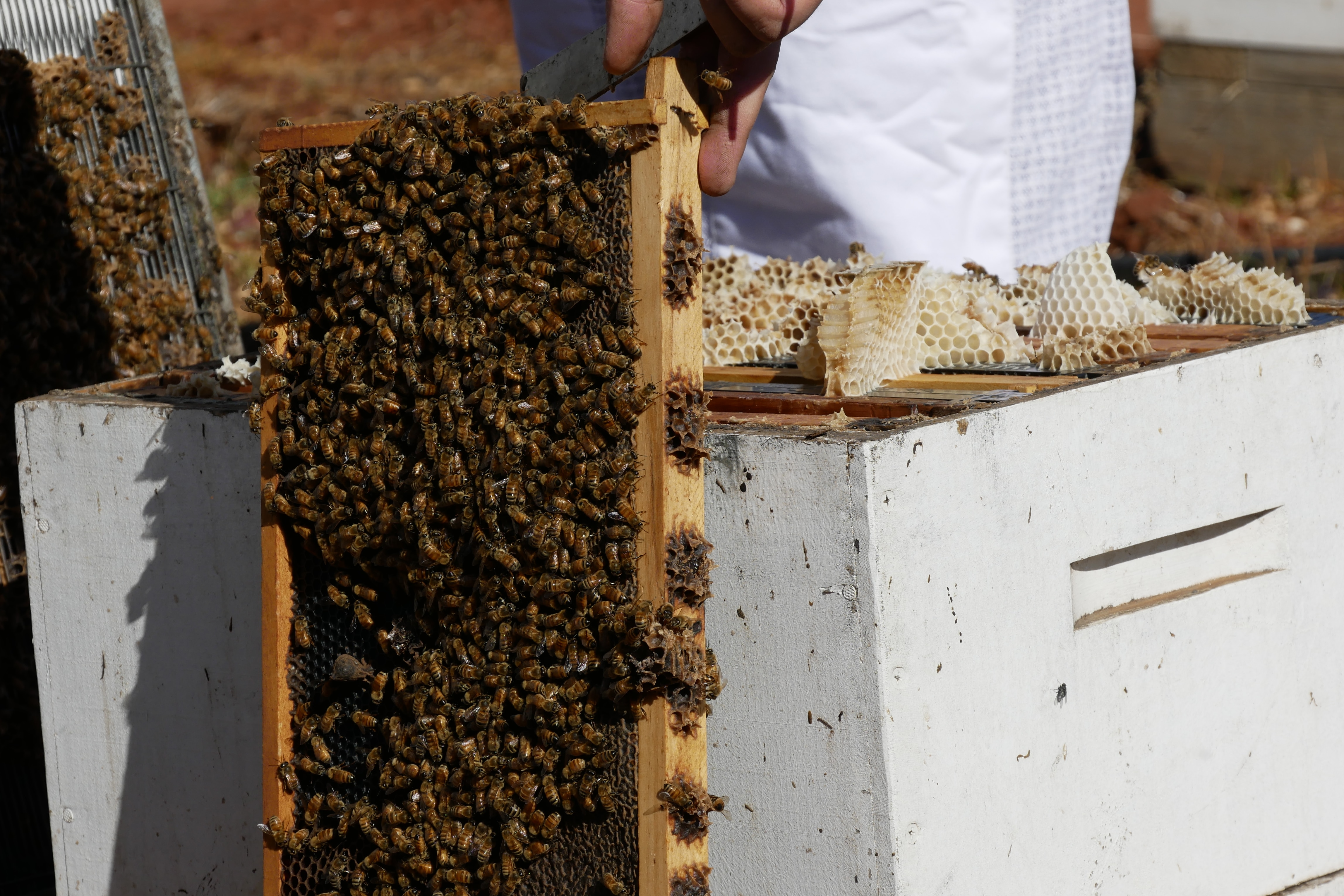 Bees sit covering a beehive frame 